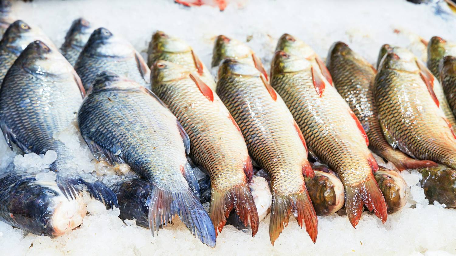 Catch of the day